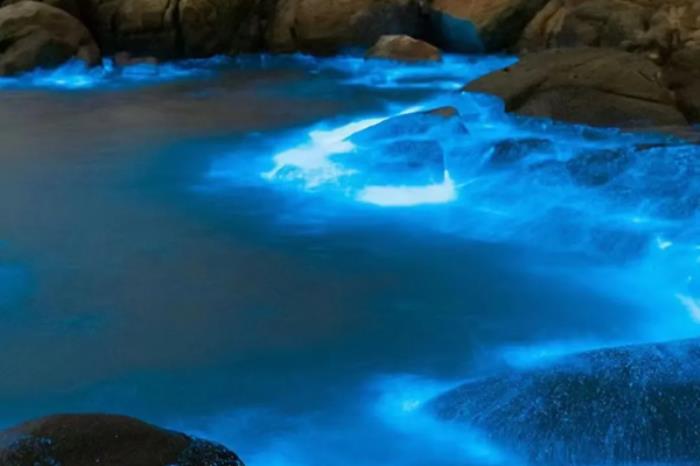 广东有哪些可以看蓝眼泪地方推荐 广东有哪些可以看蓝眼泪地方推荐