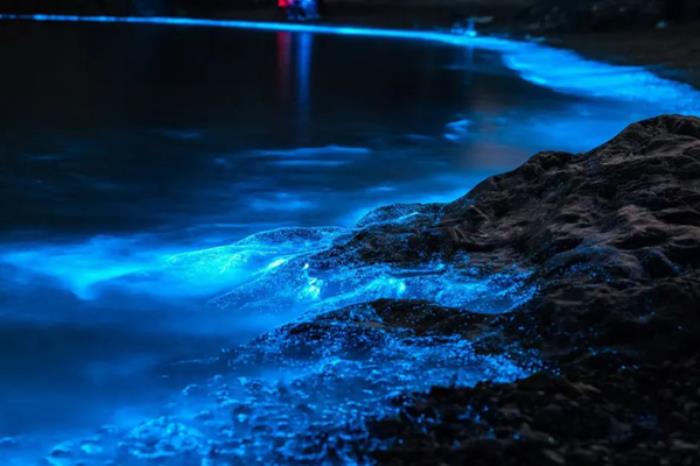 广东有哪些可以看蓝眼泪地方推荐 广东有哪些可以看蓝眼泪地方推荐