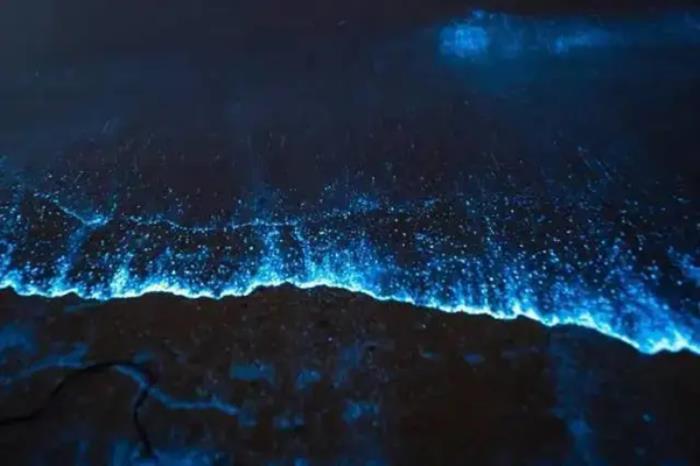 国内有哪些地方能看蓝眼泪 国内有哪些地方能看蓝眼泪