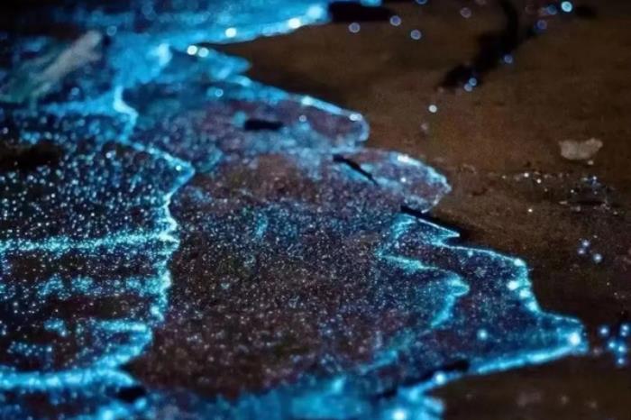 国内有哪些地方能看蓝眼泪 国内有哪些地方能看蓝眼泪