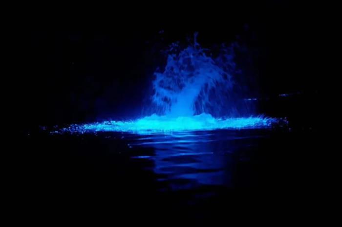 国内有哪些地方能看蓝眼泪 国内有哪些地方能看蓝眼泪