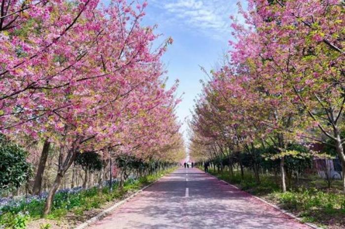 潜江春季有哪些赏花的地方推荐 潜江春季有哪些赏花的地方推荐