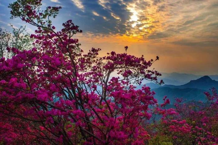 安徽天堂寨杜鹃花和麻城龟峰山哪个好看
