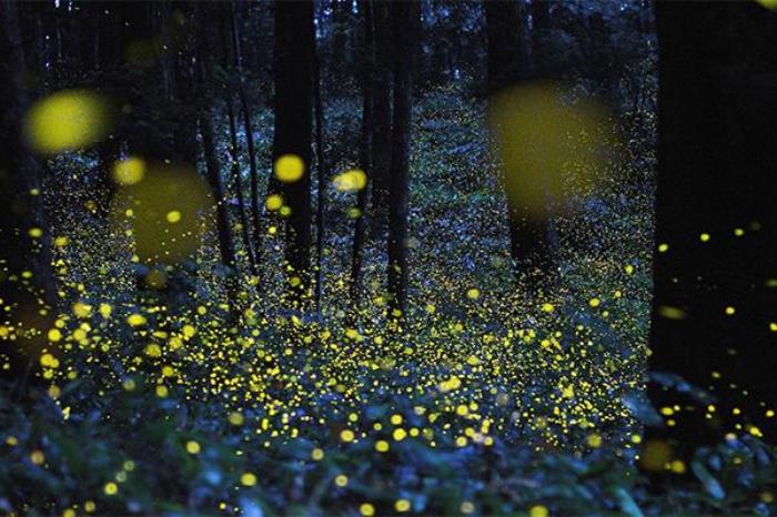 成都萤火虫观赏点有哪些 成都萤火虫观赏点有哪些