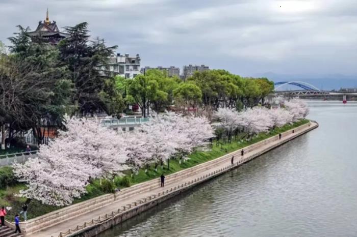 衢州春季市区内有哪些赏花的地方推荐 衢州春季市区内有哪些赏花的地方推荐