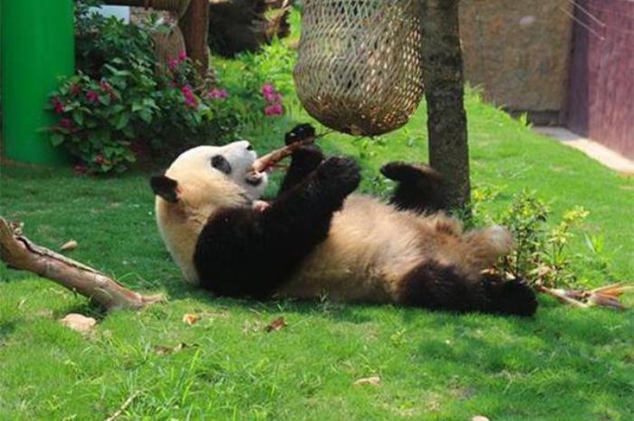 厦门哪个动物园有大熊猫 厦门哪个动物园有大熊猫