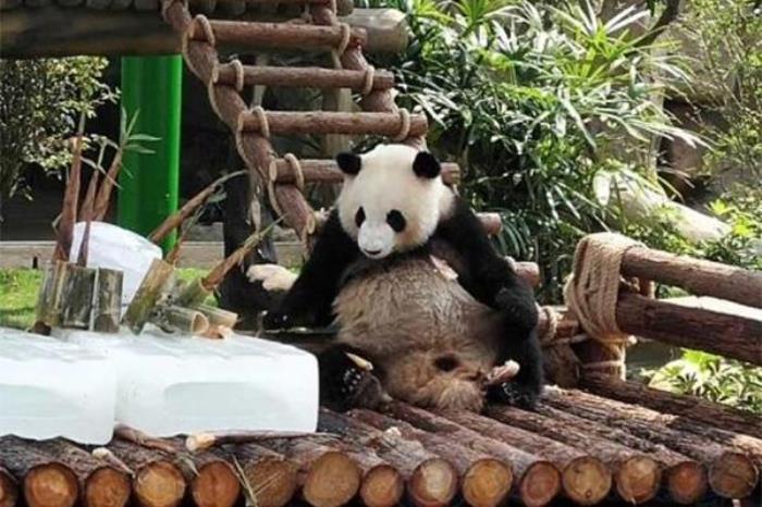 厦门哪个动物园有大熊猫 厦门哪个动物园有大熊猫