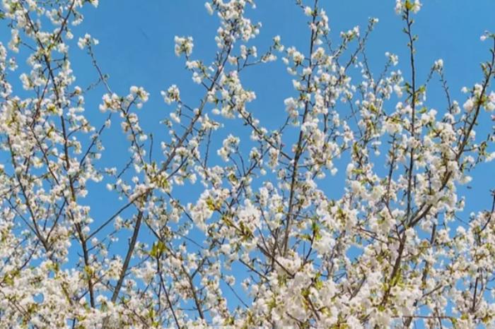 固镇樱花园什么时候开花?几月份去看最好? 固镇樱花园什么时候开花?几月份去看最好?