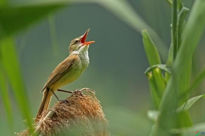 广州白云山春季有哪些鸟类看 广州白云山春季有哪些鸟类看