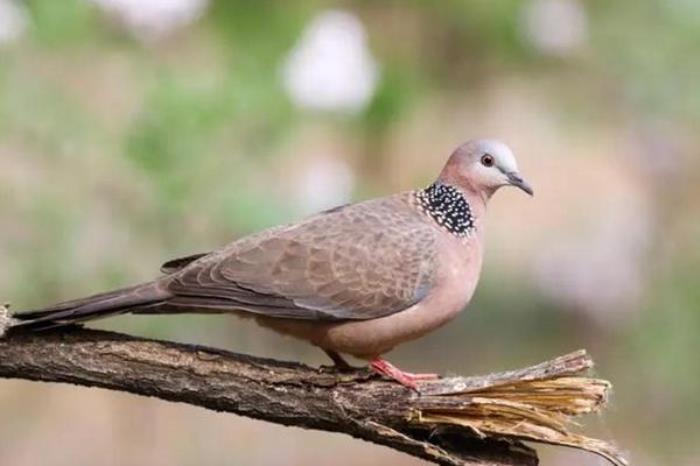 广州白云山春季有哪些鸟类看 广州白云山春季有哪些鸟类看