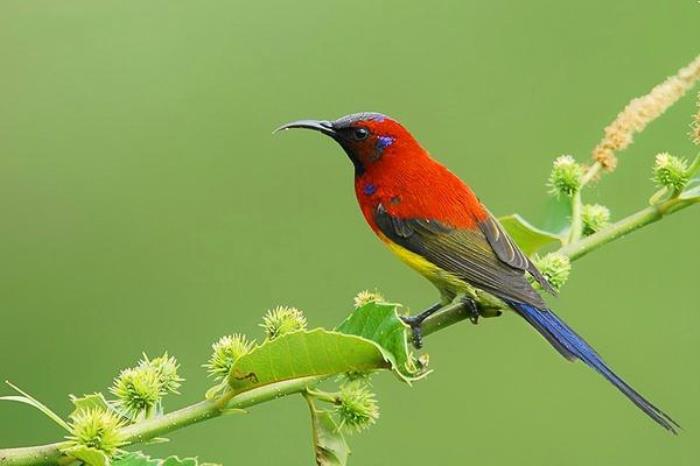 广州白云山春季有哪些鸟类看 广州白云山春季有哪些鸟类看