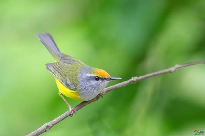 广州白云山春季有哪些鸟类看 广州白云山春季有哪些鸟类看