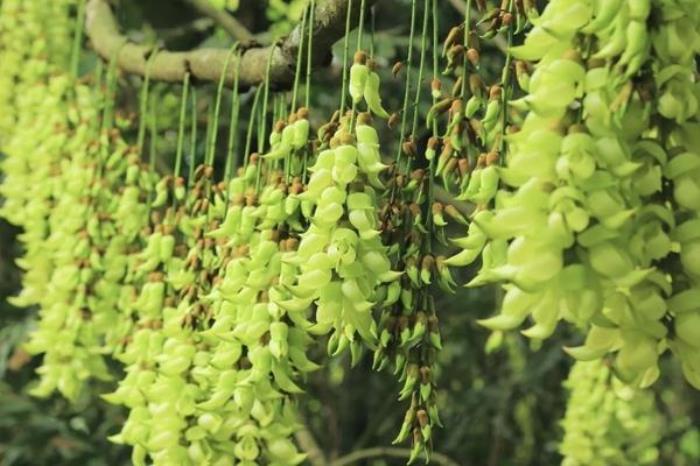 广州白云山春季有哪些花看 广州白云山春季有哪些花看