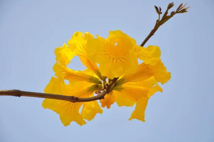 广州白云山春季有哪些花看 广州白云山春季有哪些花看