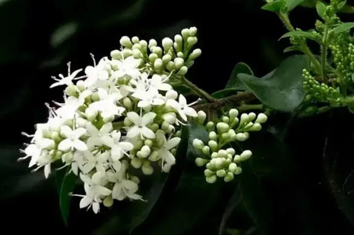 广州白云山春季有哪些花看 广州白云山春季有哪些花看