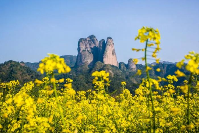 衢州春季有哪些花看?和赏花的地方推荐? 衢州春季有哪些花看?和赏花的地方推荐?