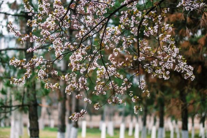 陕西有哪些适合春游的地方 陕西有哪些适合春游的地方