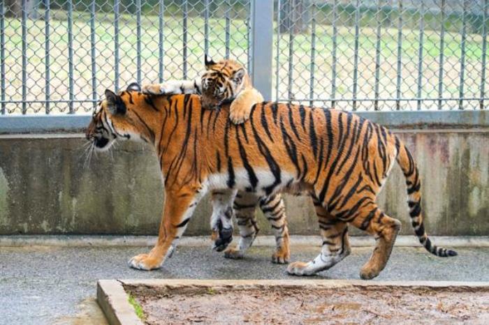 上方山森林动物世界在哪 上方山森林动物世界在哪