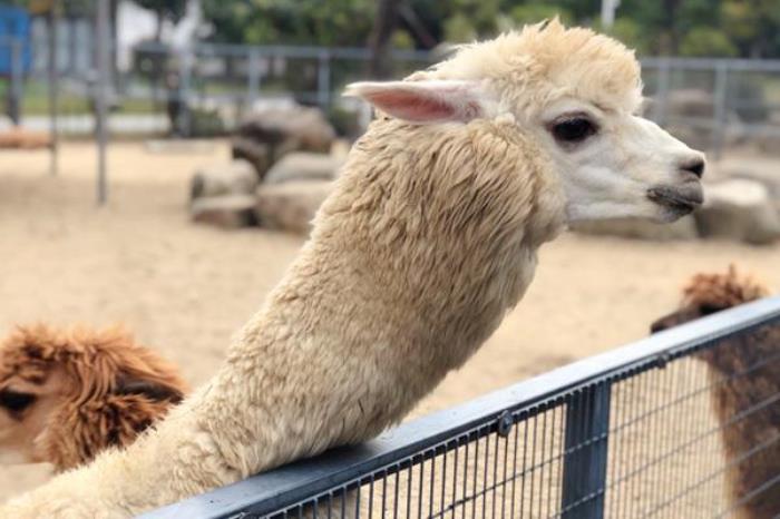 上方山森林动物世界在哪 上方山森林动物世界在哪