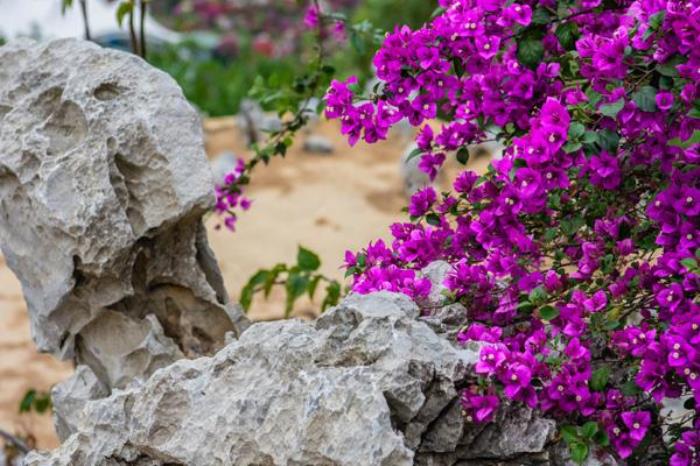 高州粤龙山风景区有什么好玩的 高州粤龙山风景区有什么好玩的