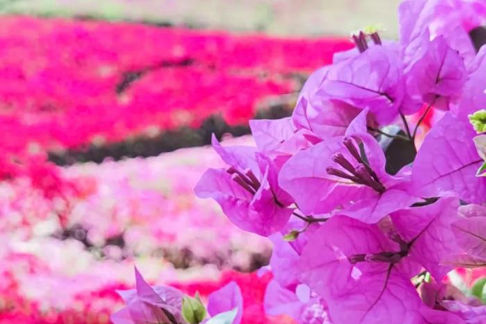 攀枝花有哪些地方可以看三角梅 攀枝花有哪些地方可以看三角梅