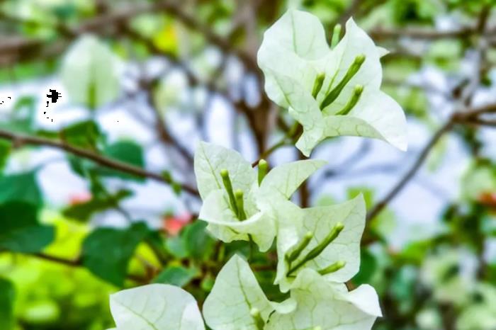 攀枝花有哪些地方可以看三角梅 攀枝花有哪些地方可以看三角梅