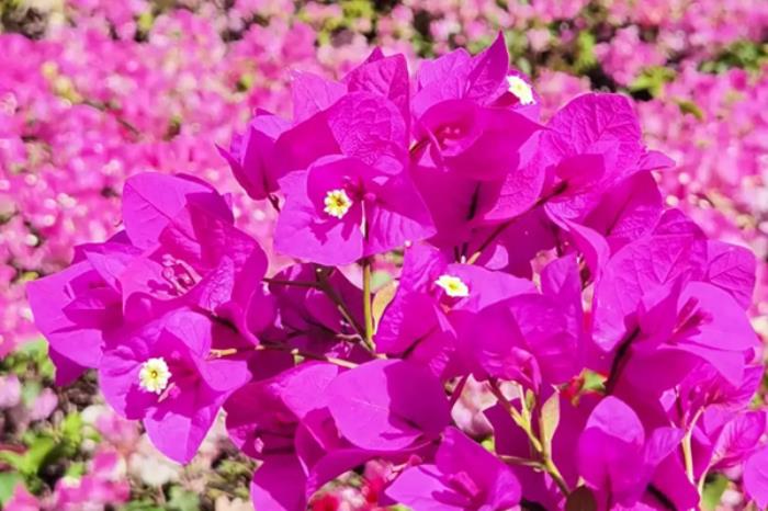 攀枝花有哪些地方可以看三角梅 攀枝花有哪些地方可以看三角梅