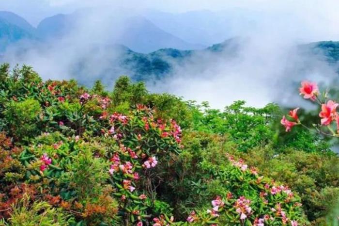 猫儿山杜鹃花什么时候开?几月份开? 猫儿山杜鹃花什么时候开?几月份开?