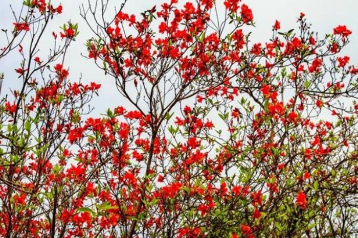 猫儿山杜鹃花什么时候开?几月份开? 猫儿山杜鹃花什么时候开?几月份开?