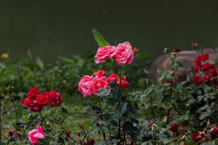 盛泽湖月季园在哪里 盛泽湖月季园在哪里