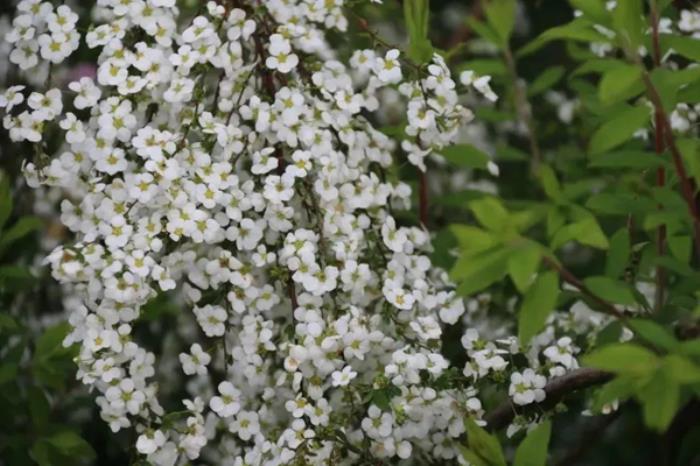 乌兰浩特春季都有哪些花看 乌兰浩特春季都有哪些花看