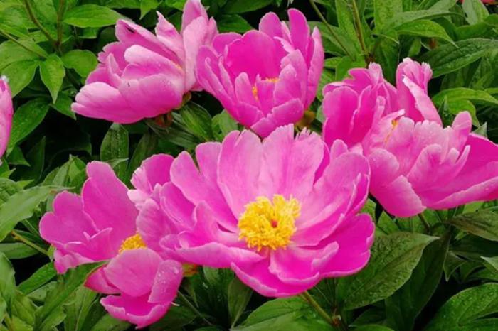 海拉尔春夏时节有哪些赏花的地方和景点推荐 海拉尔春夏时节有哪些赏花的地方和景点推荐