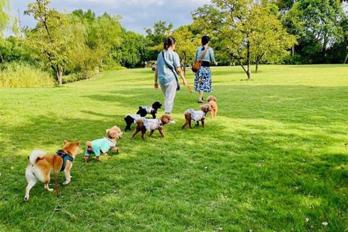 上海可以遛狗的公园有哪些 上海可以遛狗的公园有哪些