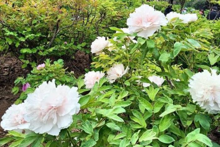 王城公园看牡丹花最佳地点在哪 王城公园看牡丹花最佳地点在哪