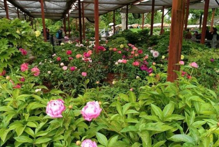 王城公园看牡丹花最佳地点在哪 王城公园看牡丹花最佳地点在哪