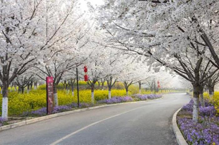 古柏渡丰乐樱花园在哪 附樱花专线