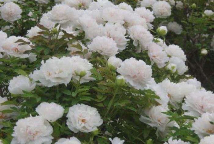 隋唐城遗址植物园有牡丹吗 隋唐城遗址植物园有牡丹吗