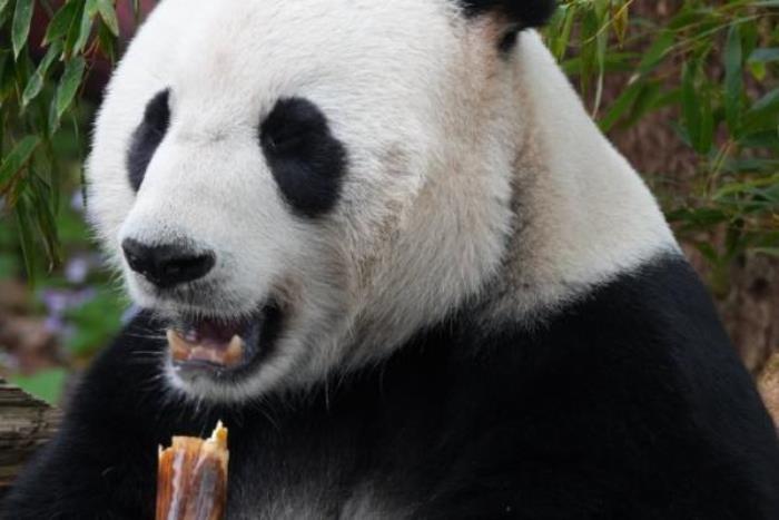 南京哪个动物园有大熊猫 南京哪个动物园有大熊猫