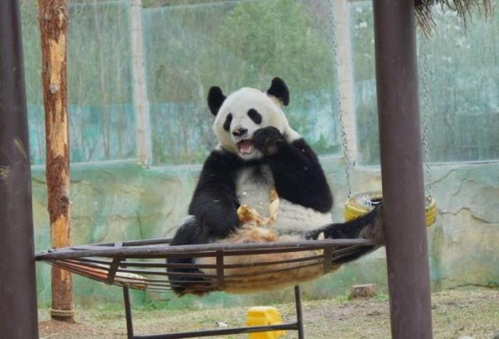 南京哪个动物园有大熊猫 南京哪个动物园有大熊猫