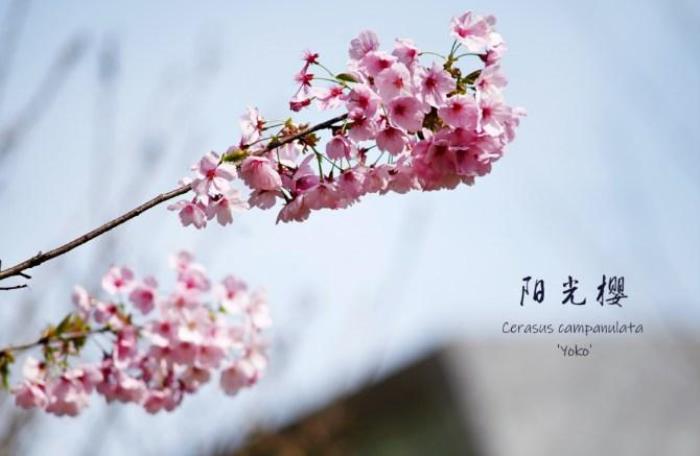 武大樱花有多少品种 武大樱花有多少品种