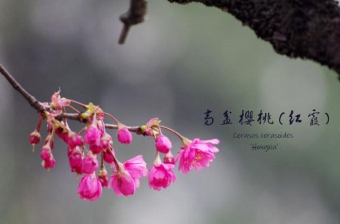 武大樱花有多少品种 武大樱花有多少品种