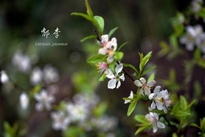 武大樱花有多少品种 武大樱花有多少品种