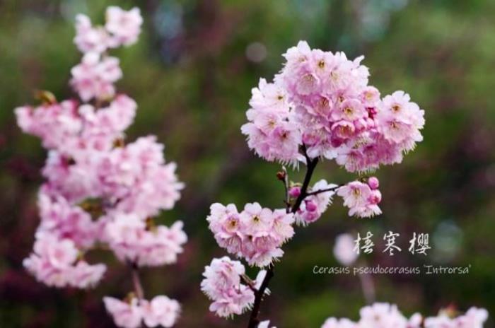 武大樱花有多少品种 武大樱花有多少品种