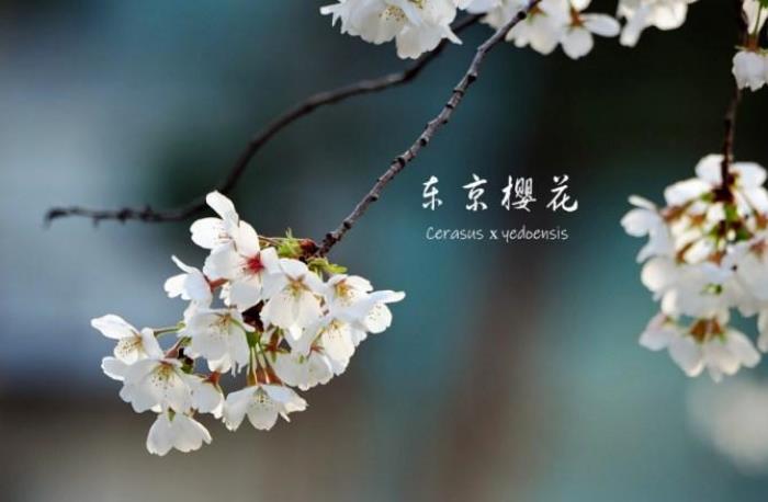 武大樱花有多少品种 武大樱花有多少品种