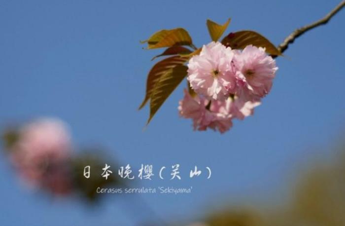 武大樱花有多少品种 武大樱花有多少品种