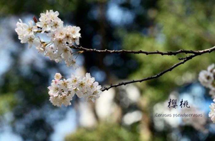 武大樱花有多少品种 武大樱花有多少品种