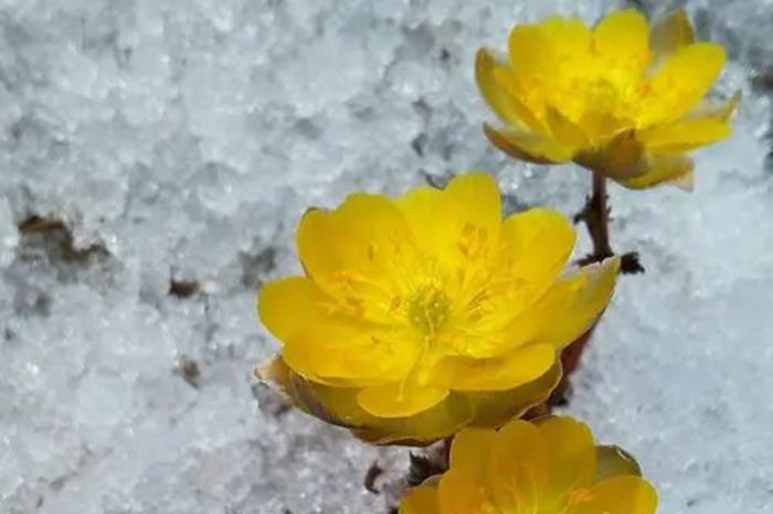 净月潭冰凌花什么时候开 净月潭冰凌花什么时候开