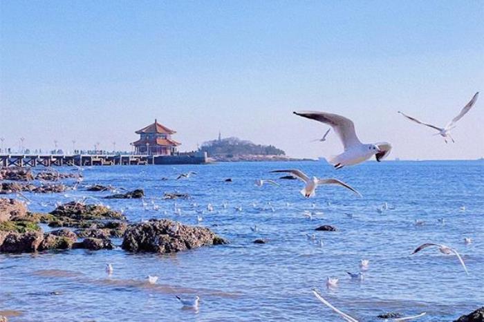青岛哪里可以喂海鸥 青岛哪里可以喂海鸥