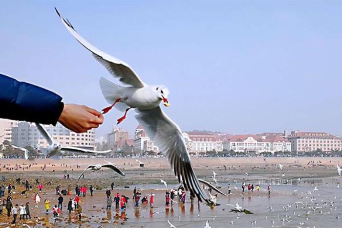 青岛哪里可以喂海鸥 青岛哪里可以喂海鸥