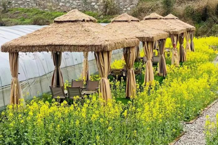 十堰张湾在哪些地方能看油菜花 十堰张湾在哪些地方能看油菜花